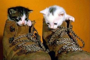 Mačiatka v topánkach